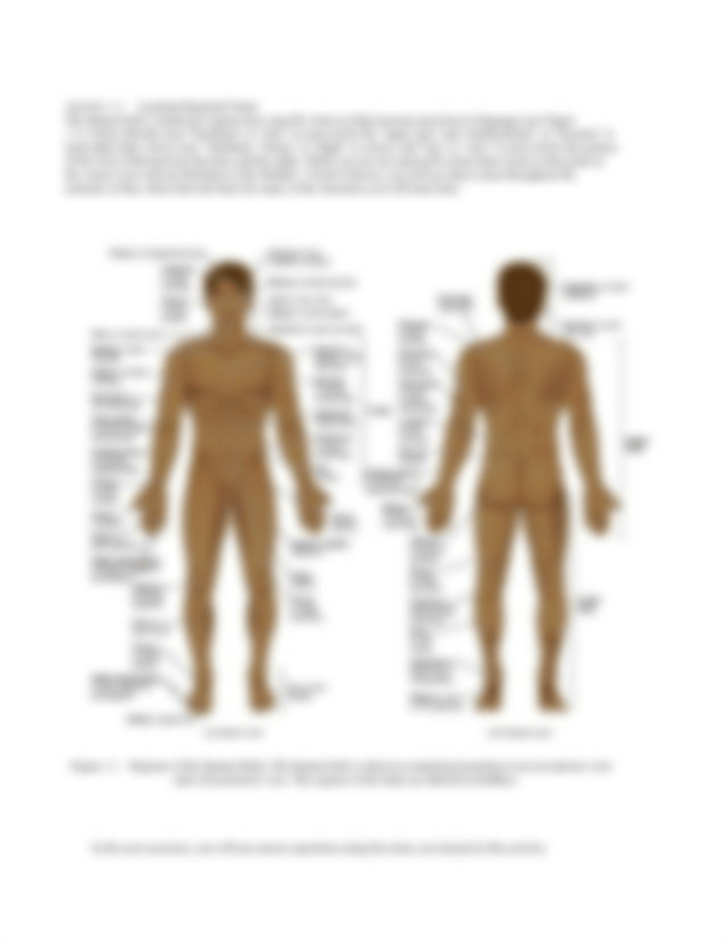 Lab_1-The_Language_of_Anatomy_6qDLLKF.docx_dwl49spniji_page2