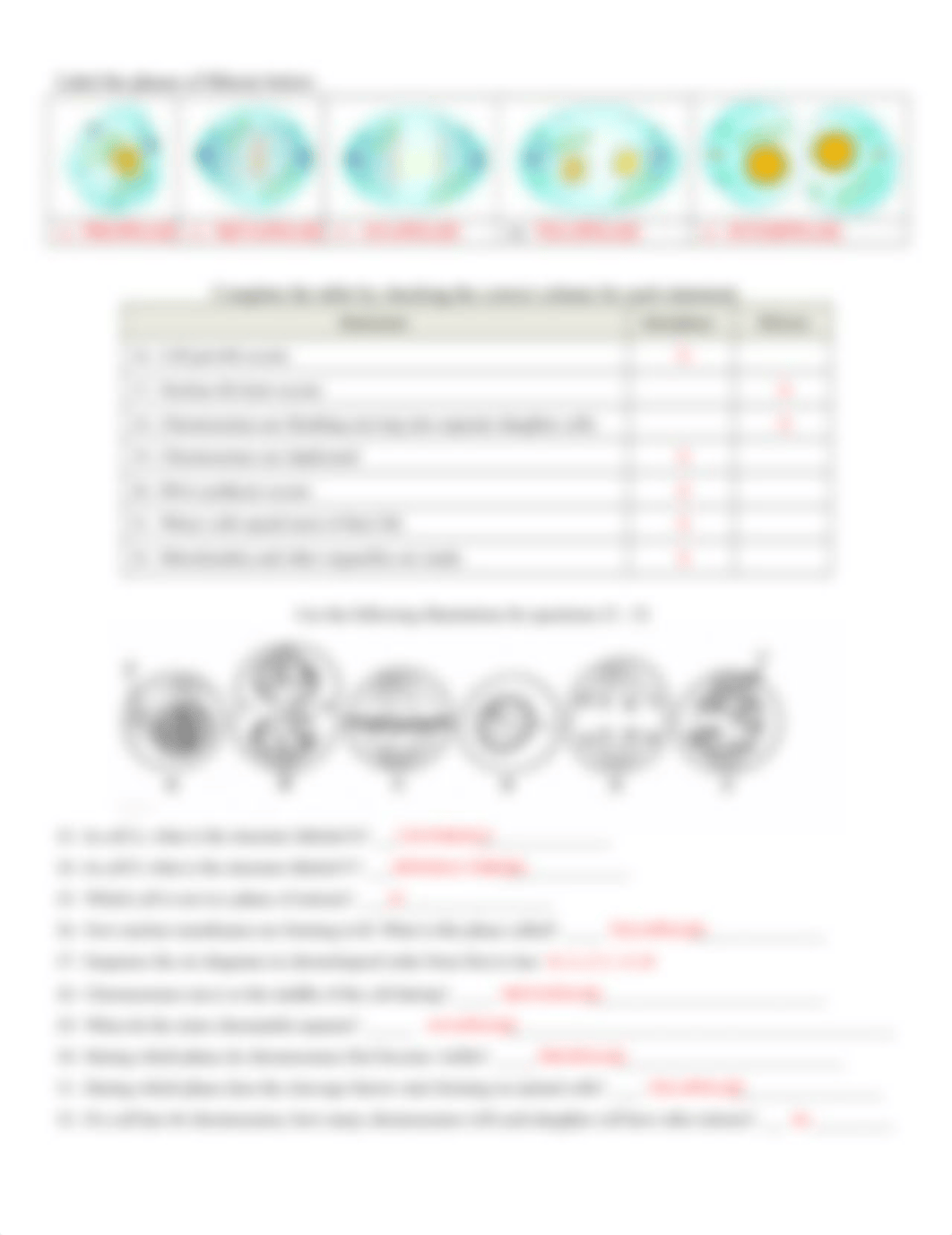 ANSWER KEY Cell Cycle Matching-Questions Worksheet wo cancer questions.doc_dwl4redtopd_page2