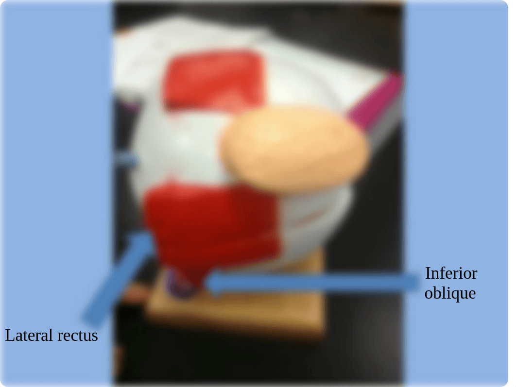 Muscles Lab Practical_dwloe6s8ri1_page2