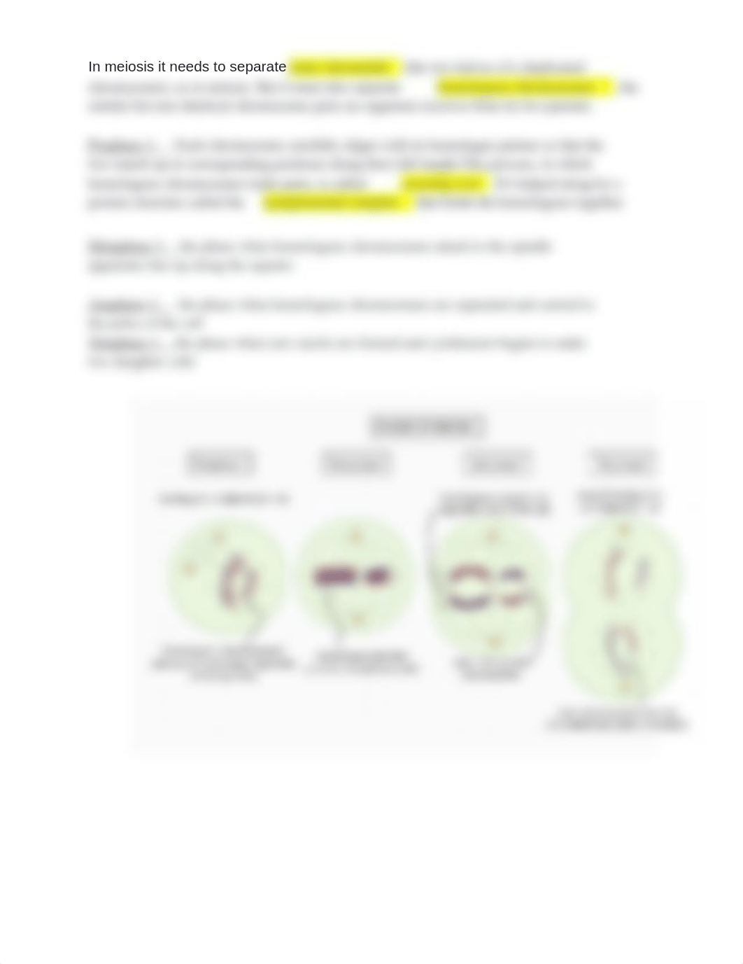 Lab#2 Cell anatomy and Division_dwlwn8quzai_page3