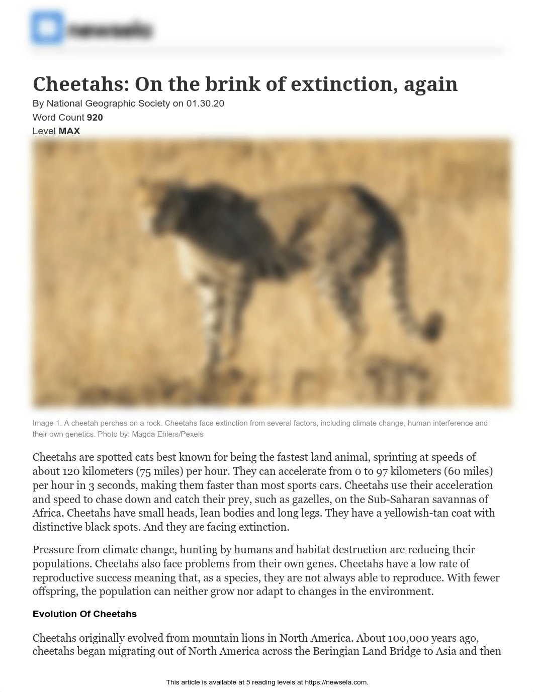 natgeo-cheetahs-extinction-50250-article_only.pdf_dwm8ct49i1h_page1