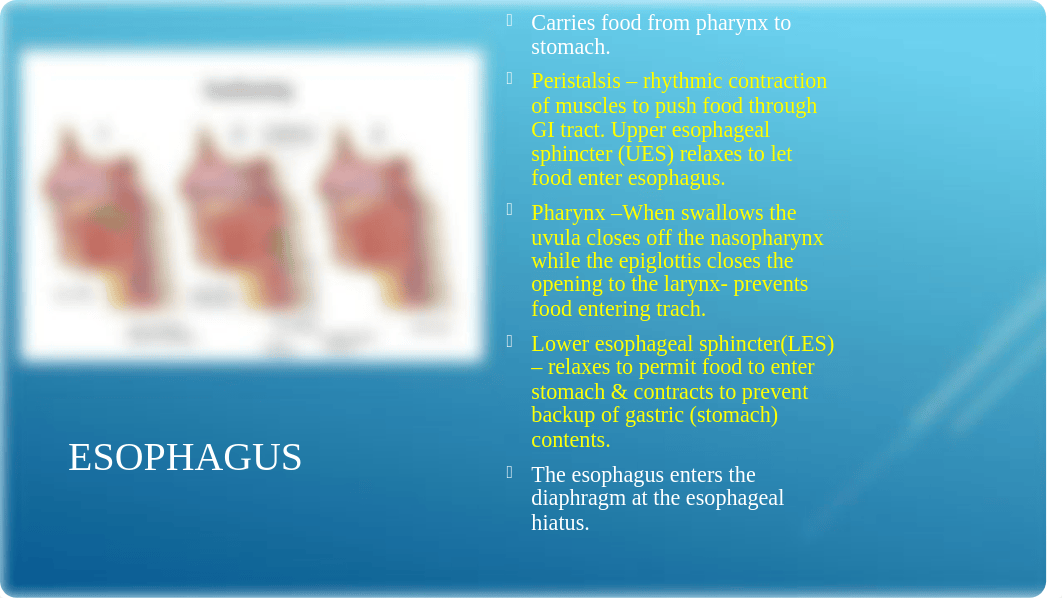 Chapter 48  Assessment Gastrointestinal System FA2021 CBT.pptx_dwmkbi6bzhw_page4