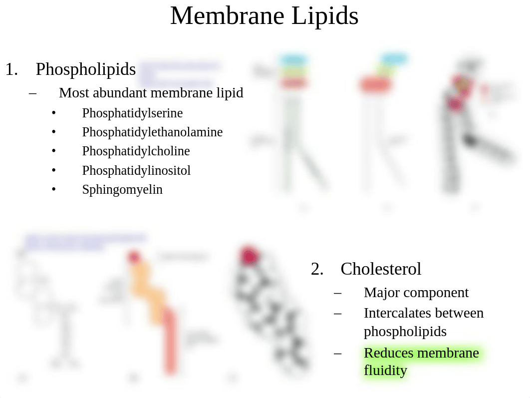 3-4.+Cell+I-II+BIOL460+F2014_dwmprlk2nq6_page5