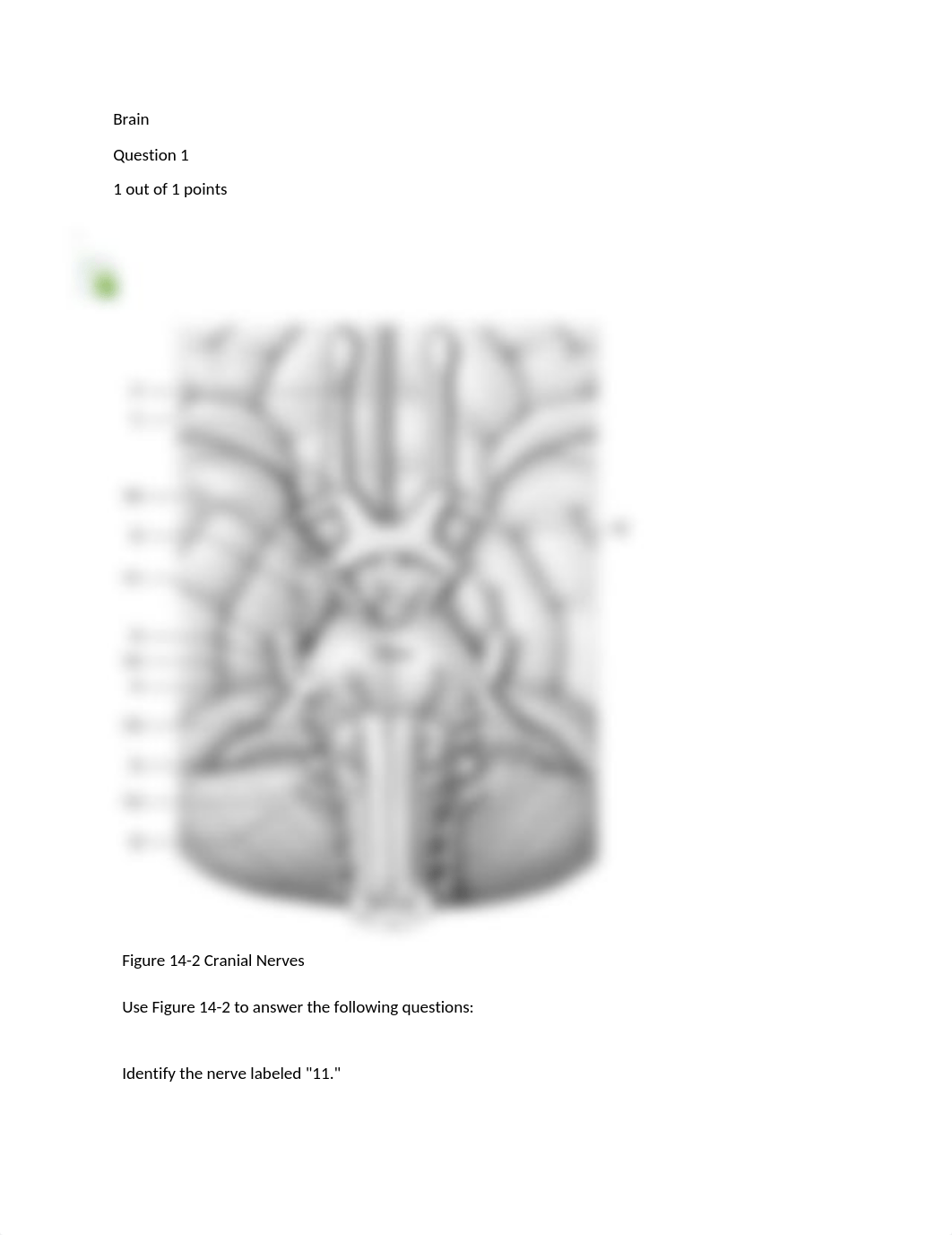 Brain.docx_dwn7ugroikm_page1