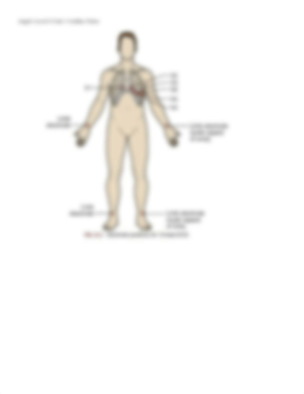 Angel Cardiac Notes lvl 4.docx_dwnfhy755n5_page2