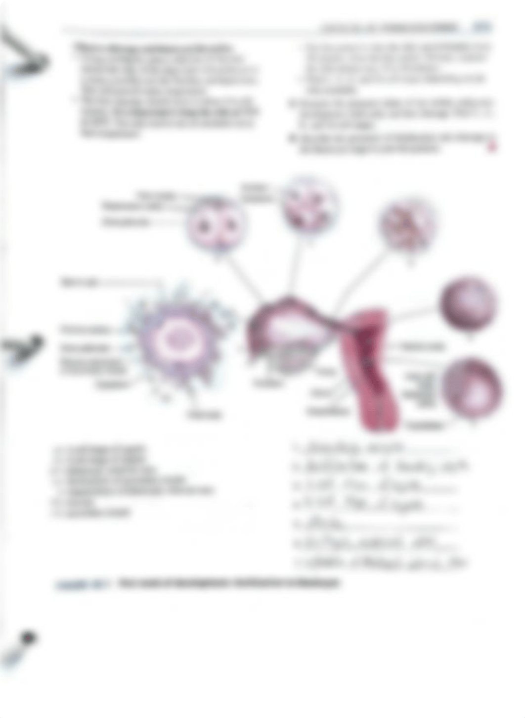 Exercise 40 human development lab activities.pdf_dwnmnfx6163_page1