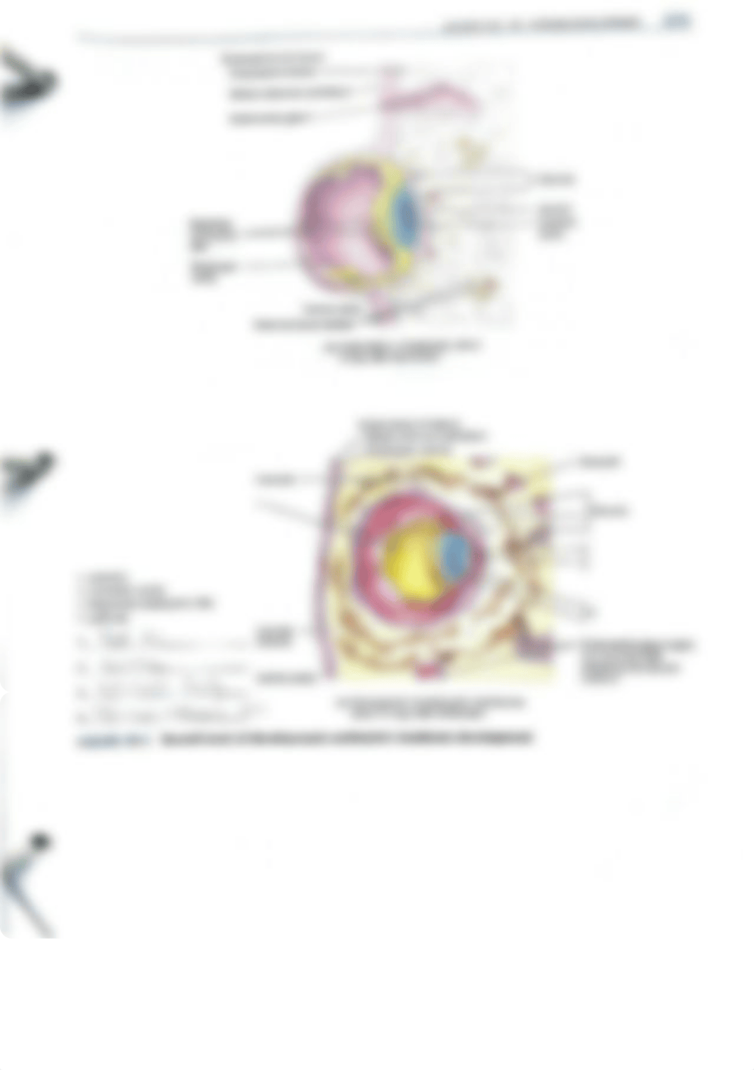 Exercise 40 human development lab activities.pdf_dwnmnfx6163_page2