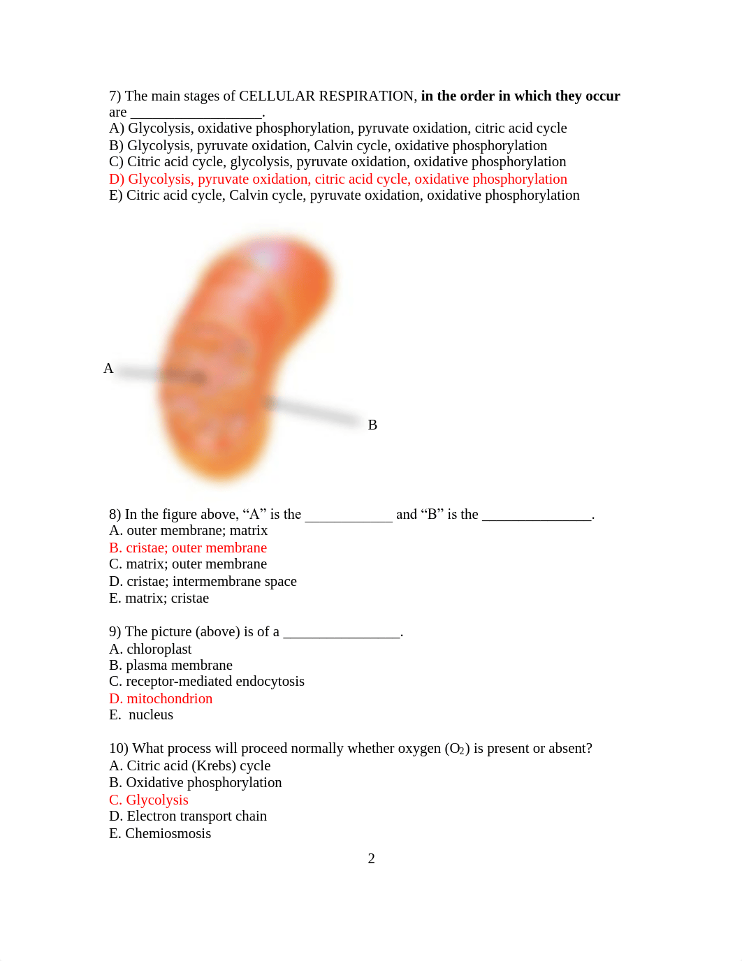 BIO101-Practice Exam#4-KEY-FA2021 (1).pdf_dwo30o5w4e7_page2