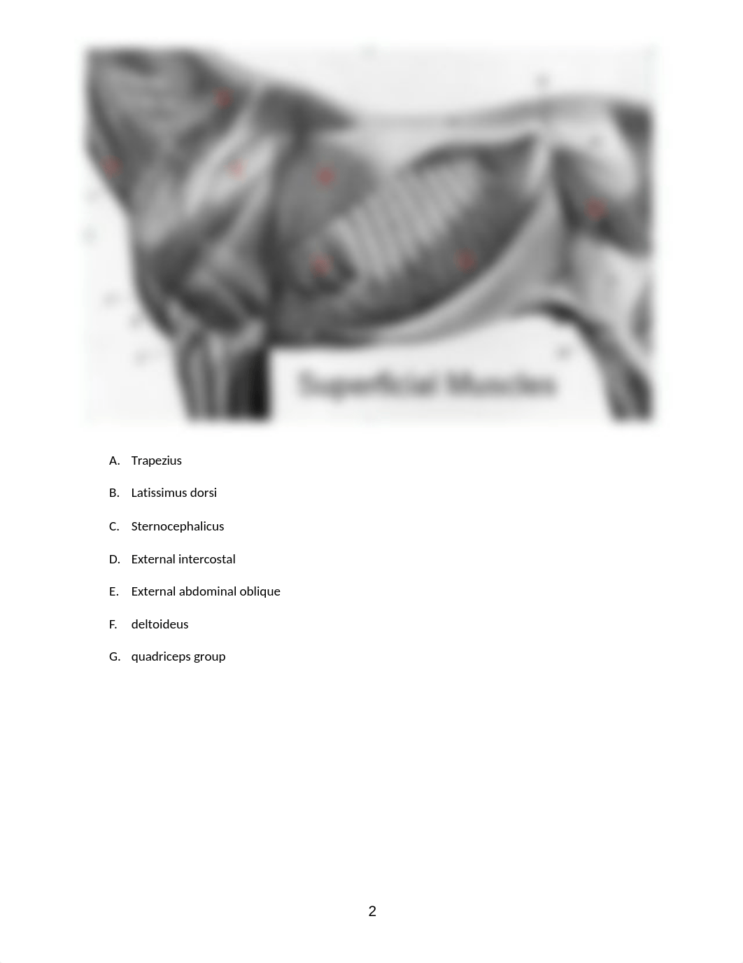 ASSN 5.2 MUSCLE IDENTIFICATION(1).docx_dwqqu7cnsw9_page2