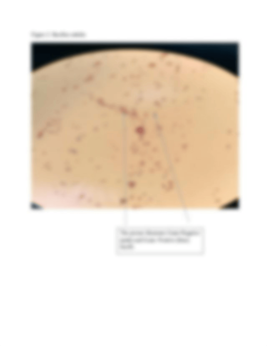 Lab 7- gram staining.pdf_dwr8bcx22z1_page4