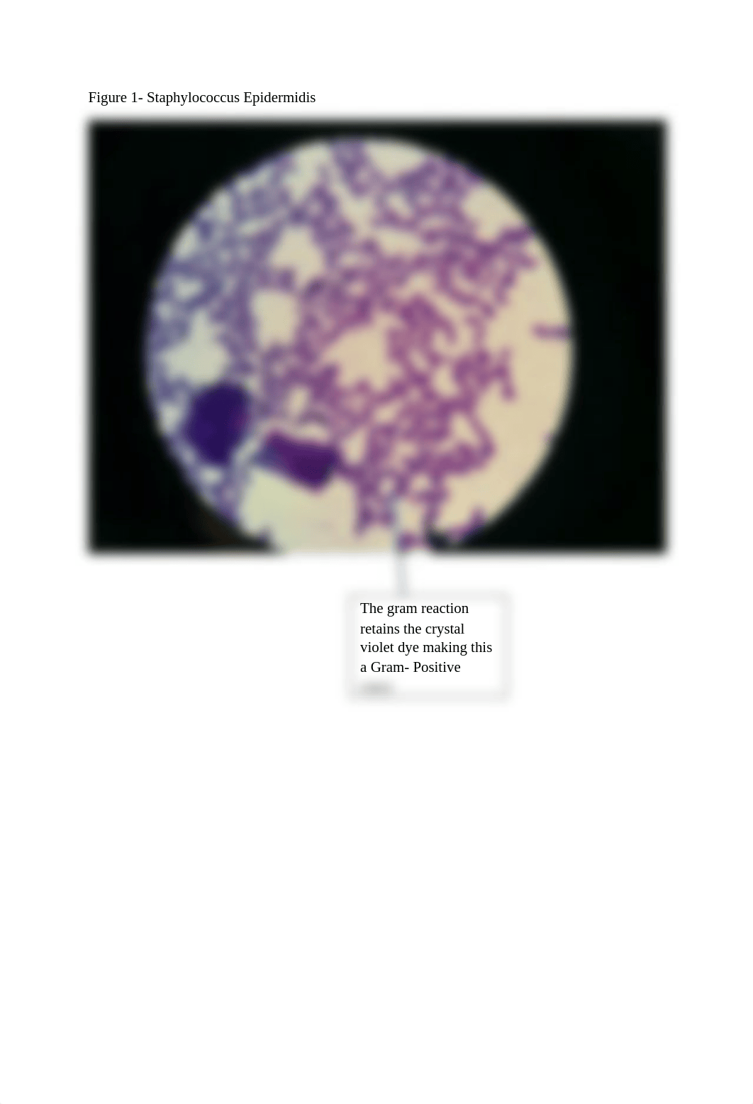 Lab 7- gram staining.pdf_dwr8bcx22z1_page3