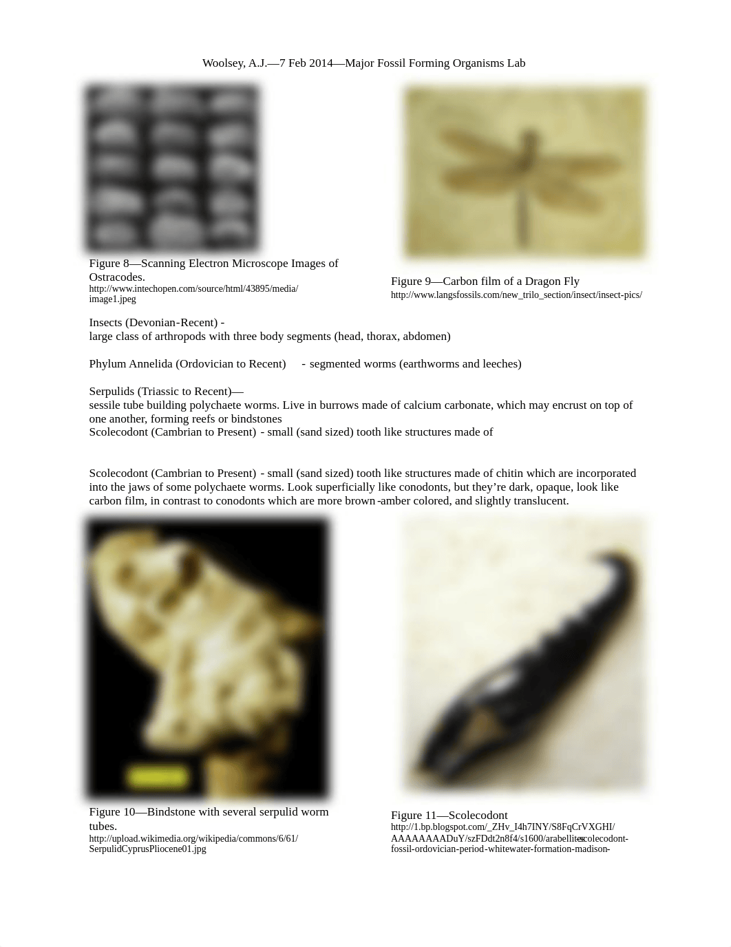 Fossil Groups Lab_dwrk9pk7o8e_page3