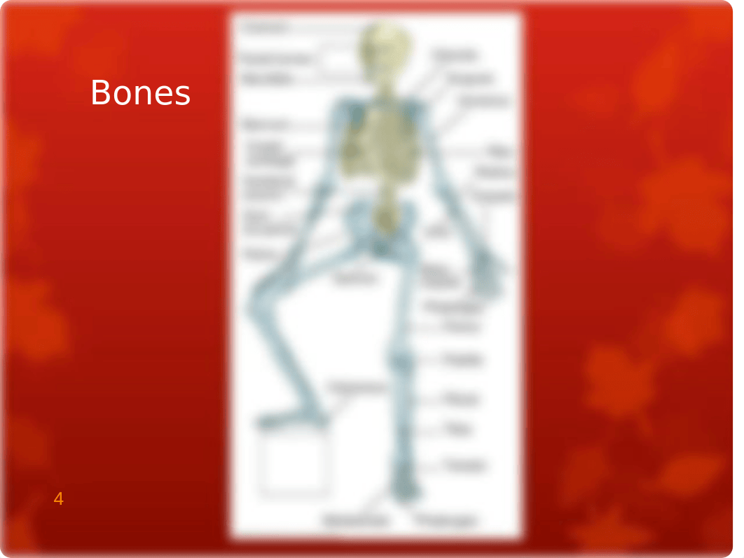 Musculoskeletal System, 2019, Student.ppt_dws6nogyixb_page4