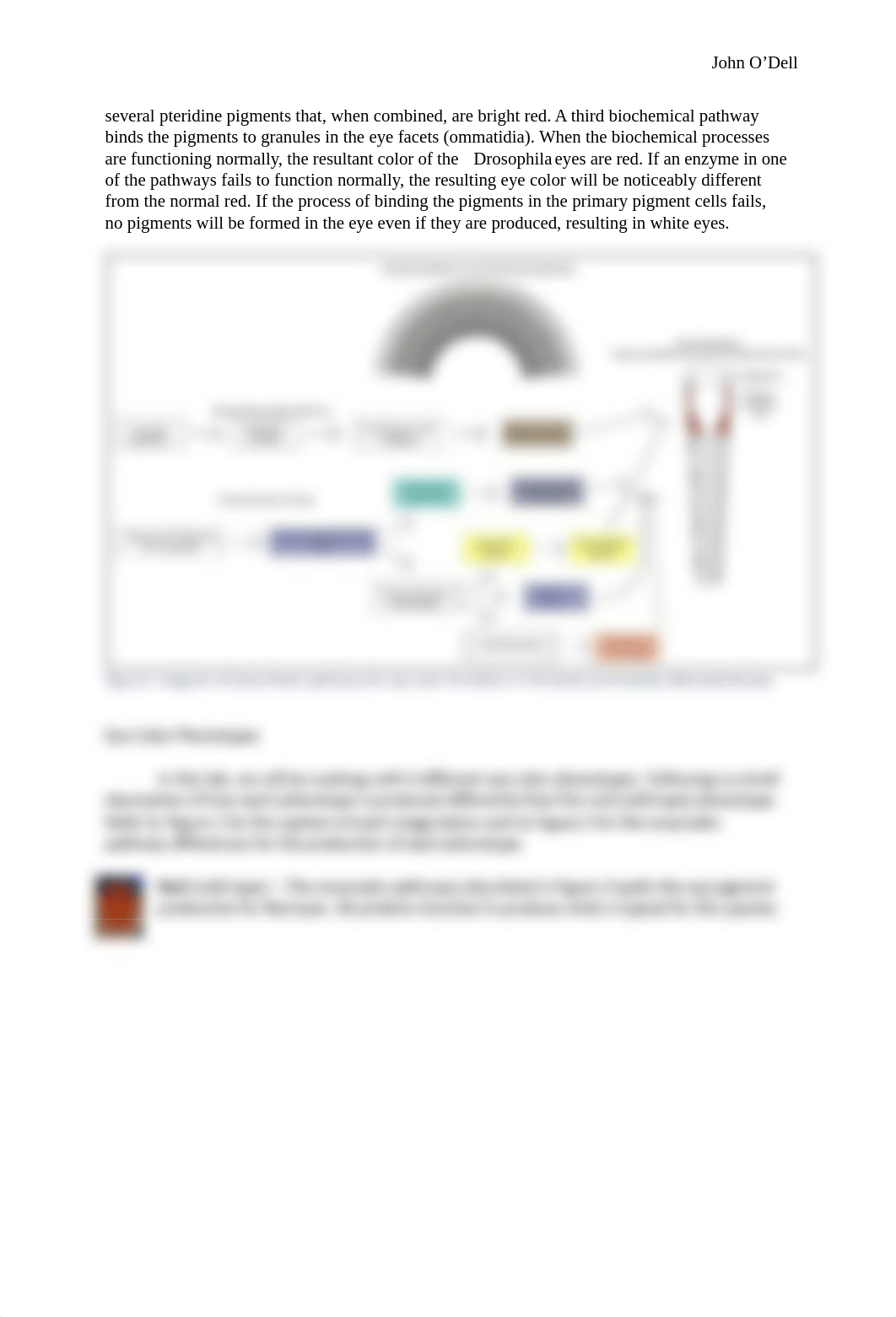 Drosophila eye color pigments LAB.pdf_dwtnyxqccmw_page2