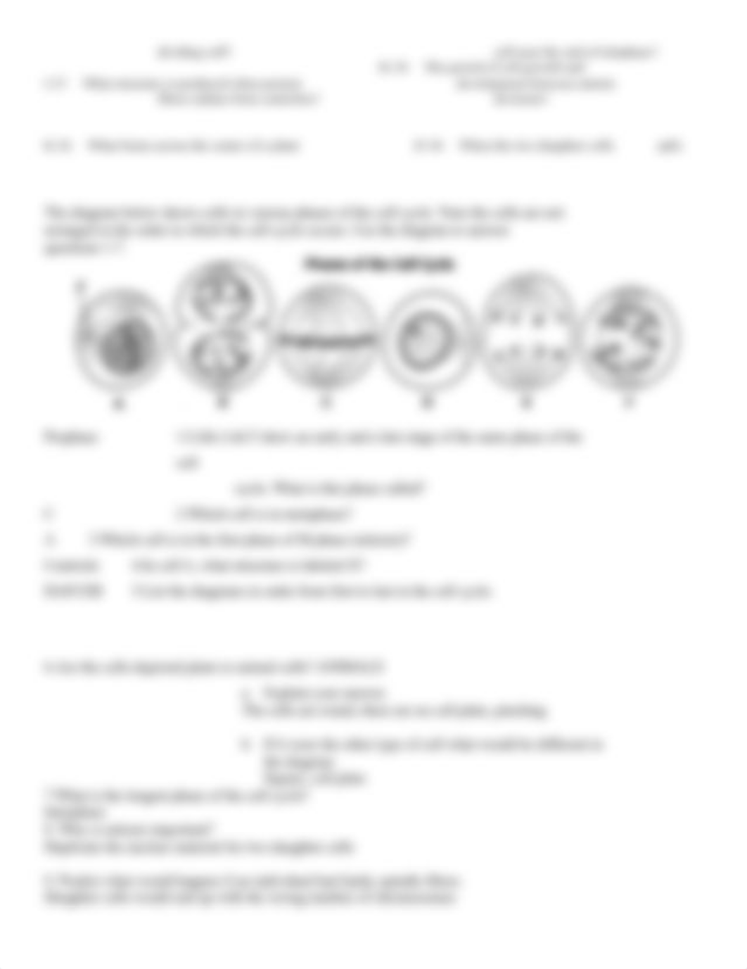 The Cell Cycle Worksheet (1).docx_dwtppz3b335_page2