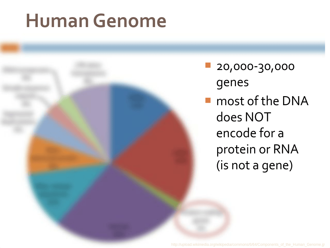 Biotechnology - DNA Fingerprinting - PPT slides (hybrid).pdf_dwua6u8yoxh_page5