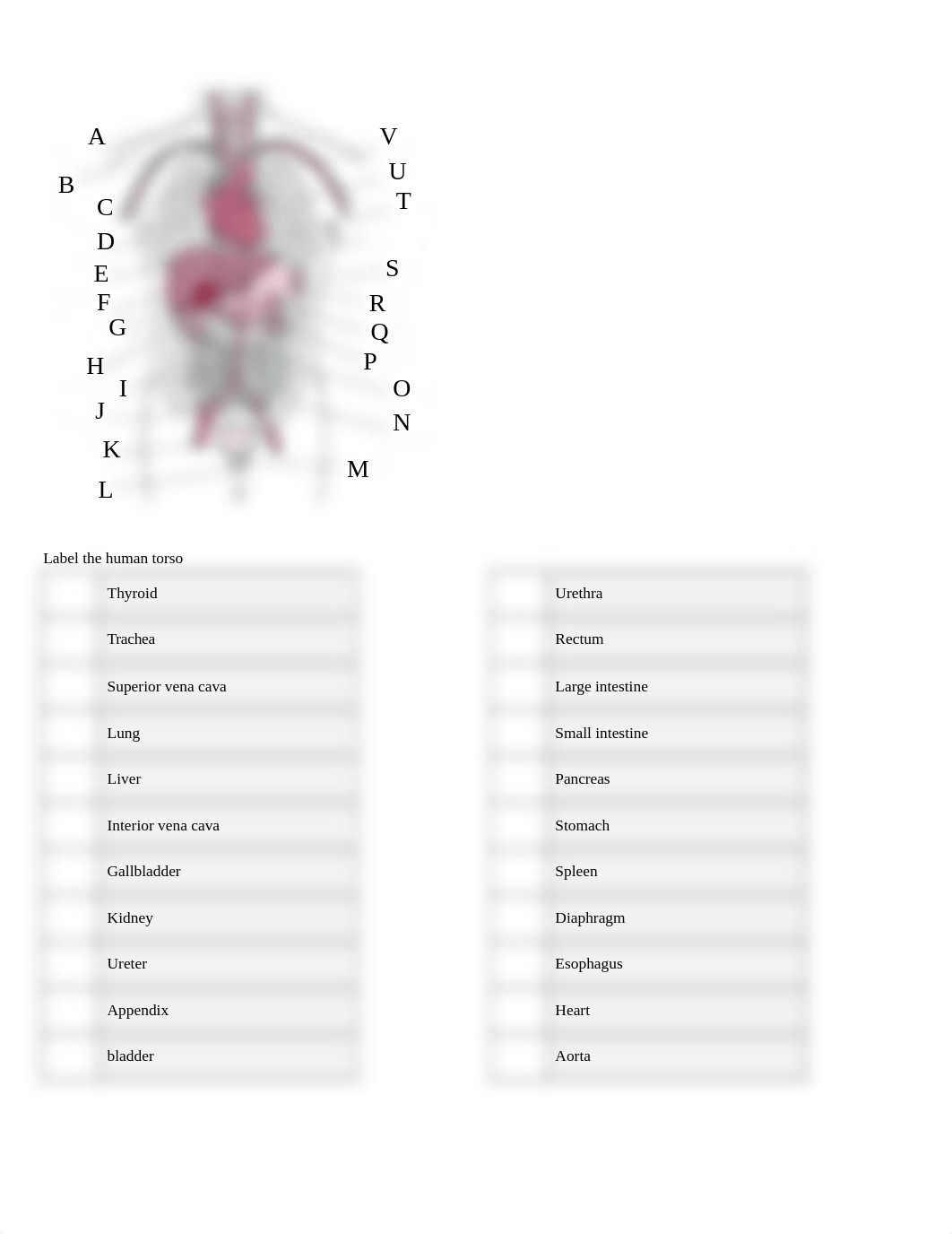 Lab Report 13 Mammilian Anatomy (1) MELISSA BLEVINS .docx_dwub5x33d75_page2