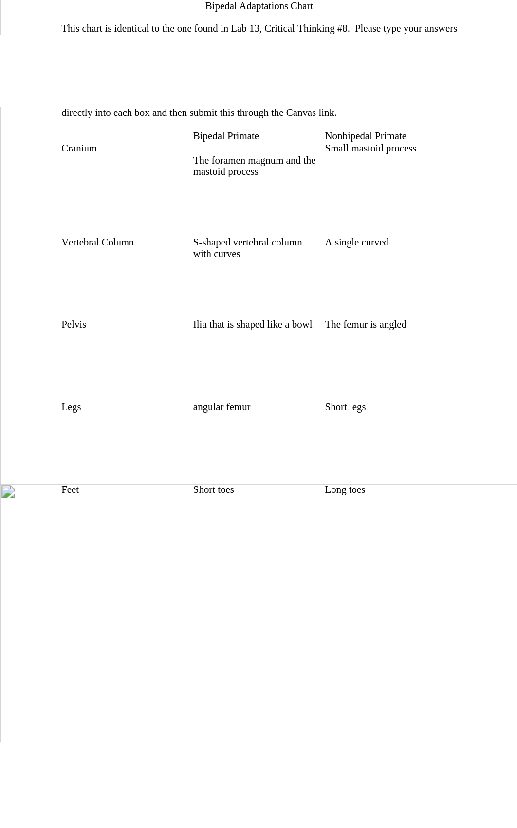 Bipedal Adaptations Chart (2).docx_dwv82wbwts3_page1