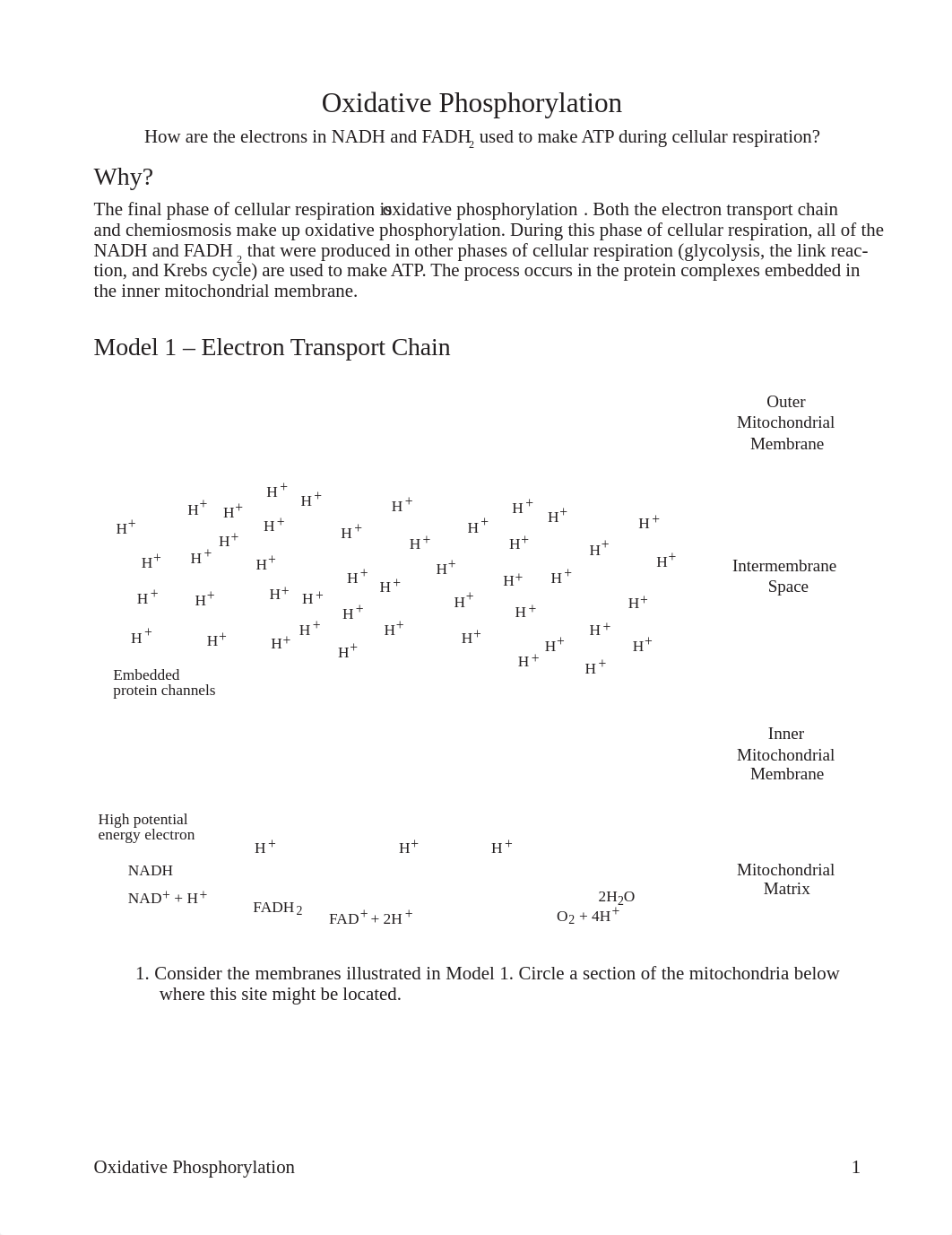 Copy_of_Savannah_Sanchez_-_Oxidative_Phosphorylation.pdf_dwvhdufj8is_page1