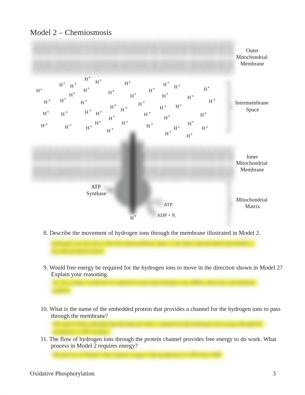 Copy_of_Savannah_Sanchez_-_Oxidative_Phosphorylation.pdf_dwvhdufj8is_page3