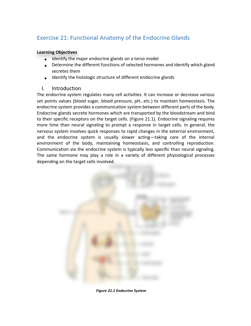 Exercise 21-Endocrine System.pdf_dwvrcvcrj9u_page1