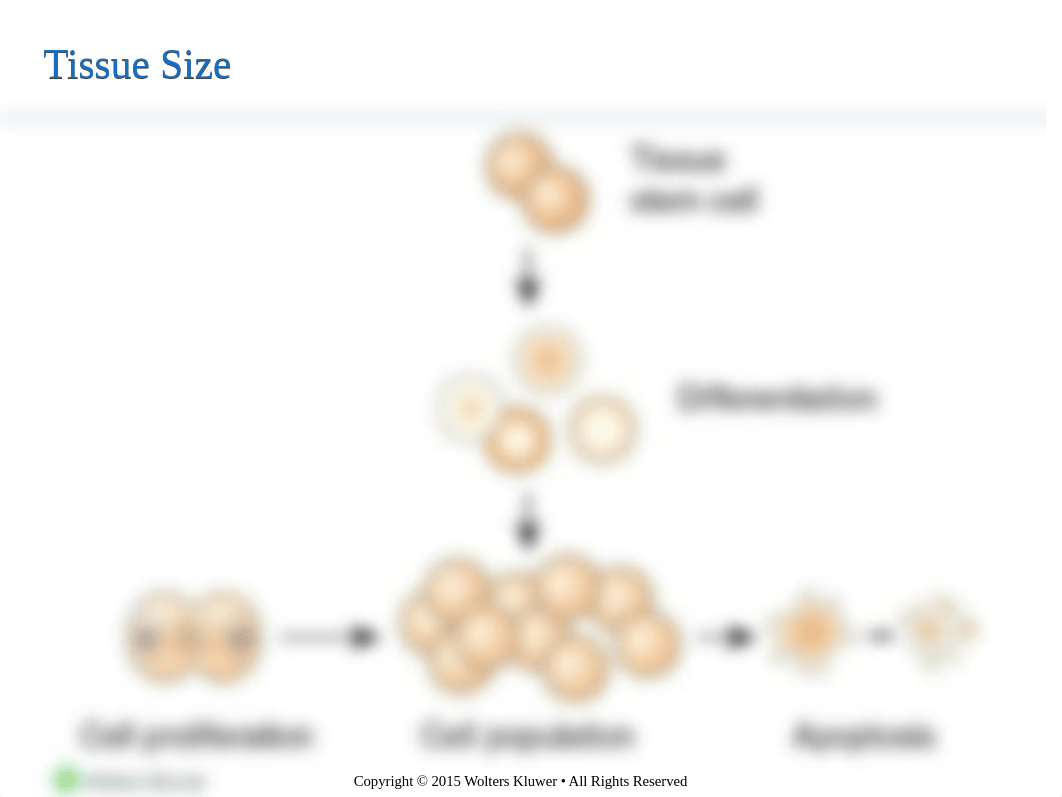 Patho Chapter 4 .ppt_dwvzxxj4kg4_page5