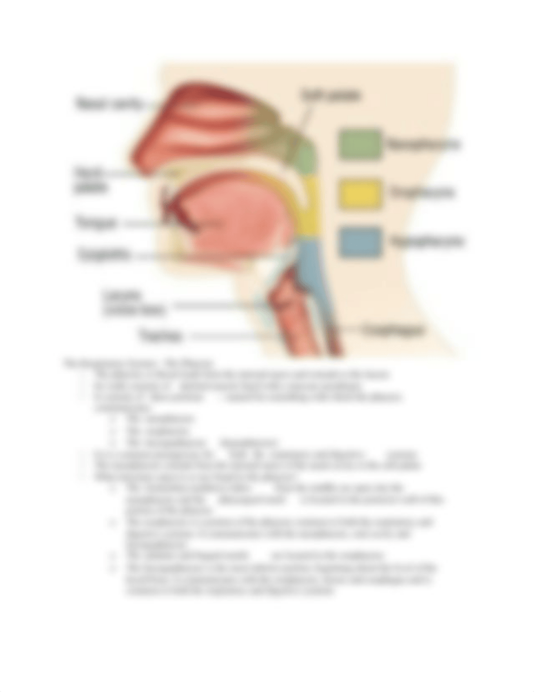 Quiz #4 Study Guide.docx_dwwvsgtclpc_page4