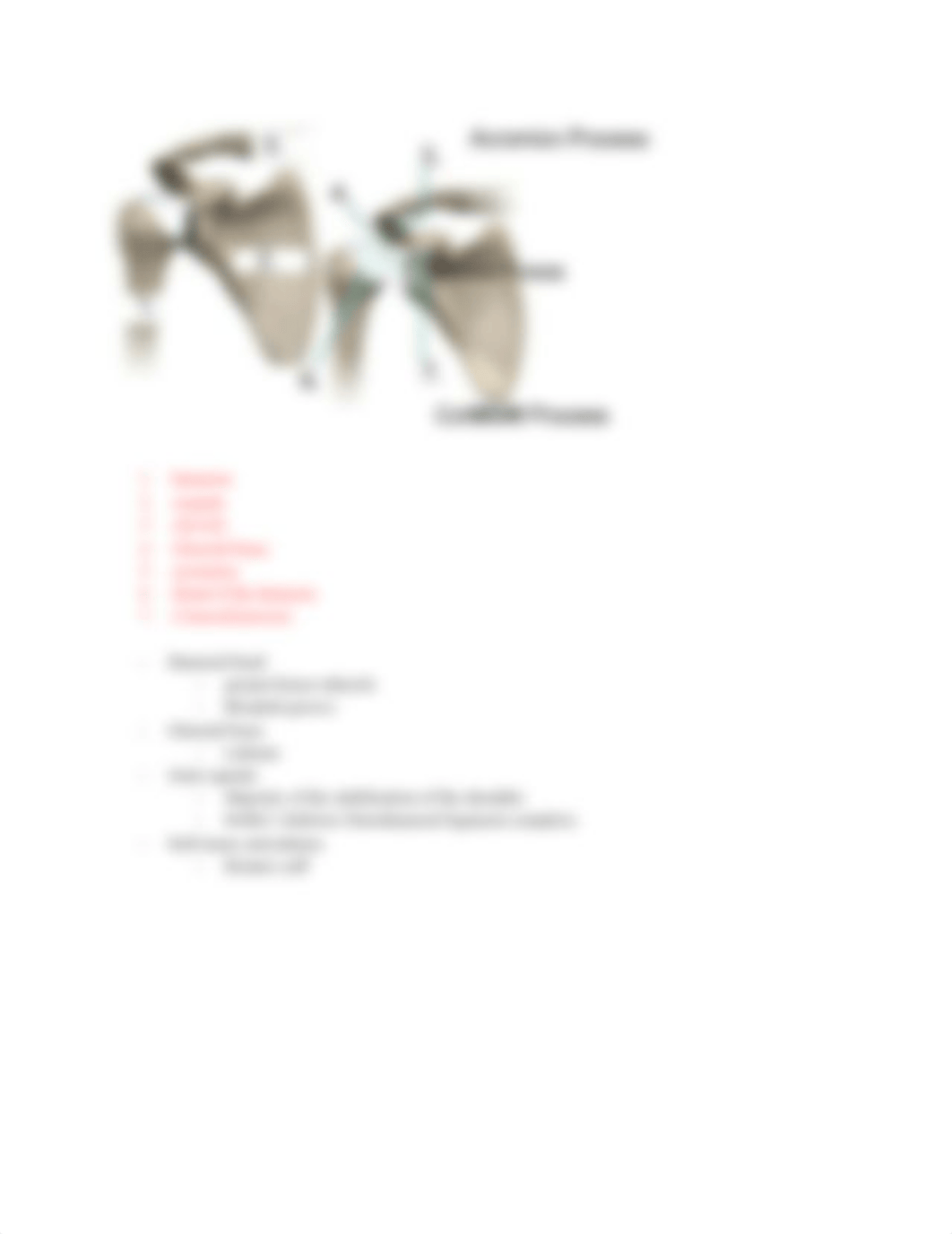 Copy of Shoulder Girdle Notes L.A. (1).pdf_dwx6hjezpvf_page3