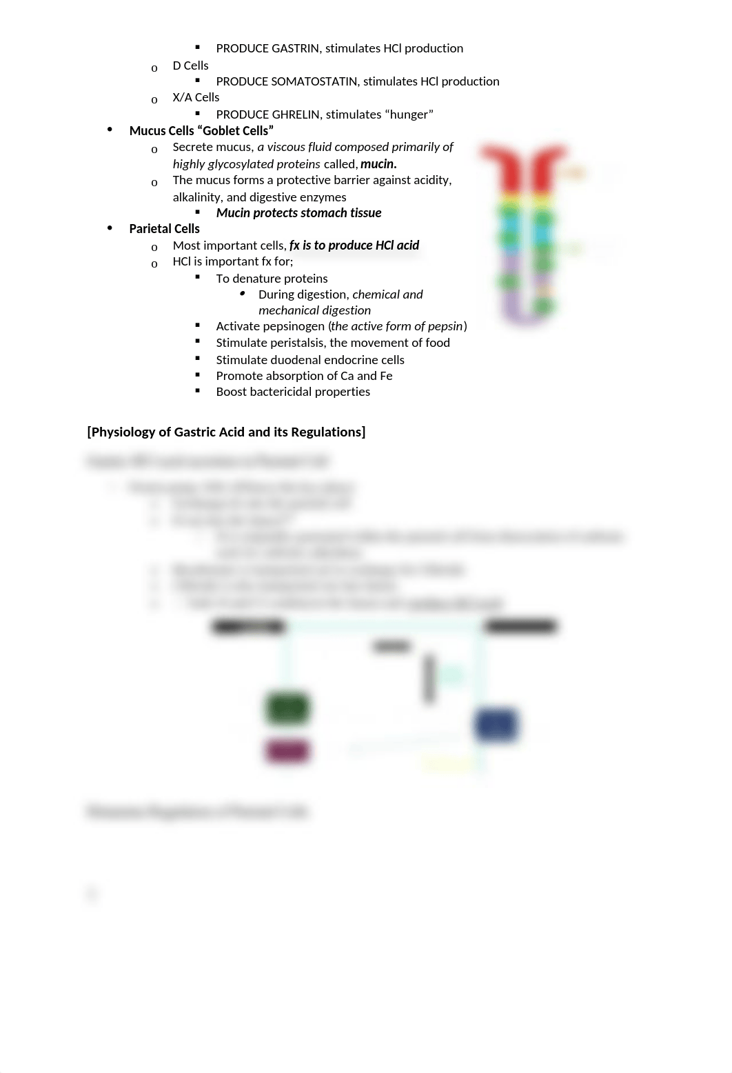 GI Physiology Week 14.docx_dwxmwlrepcu_page3