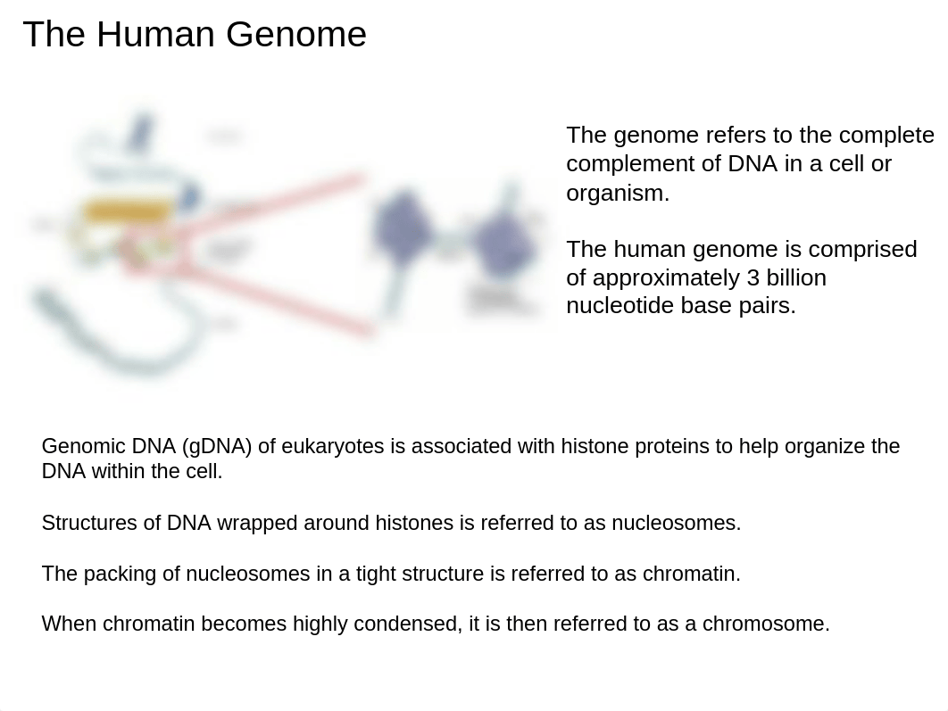 Lecture 2. Genetic Concepts in Pharmacogenomics.ppt_dwybuns6ilp_page4