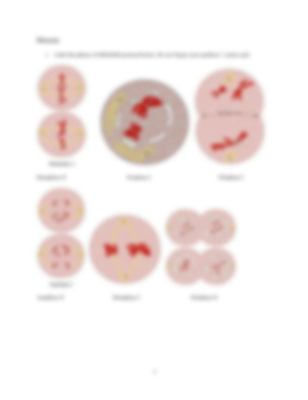 Mitosis and Meiosis hw (1).docx_dwynjg9mgm3_page3