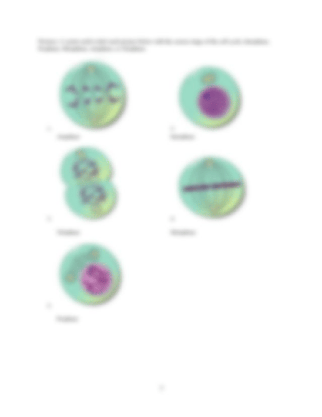 Mitosis and Meiosis hw (1).docx_dwynjg9mgm3_page2