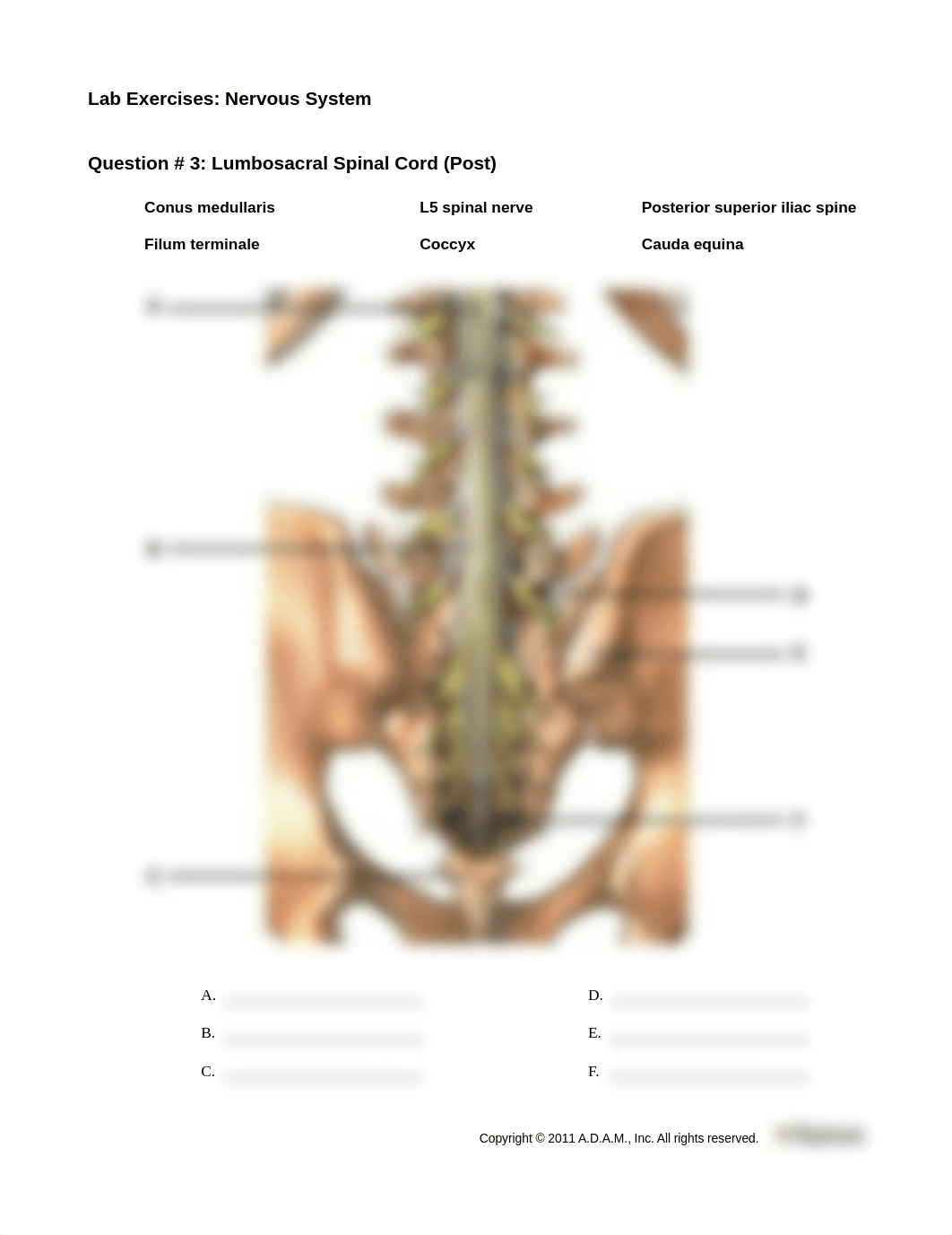 NervousSystemExercises_LIFE1407_Unit6.pdf_dwzy8et5oje_page3