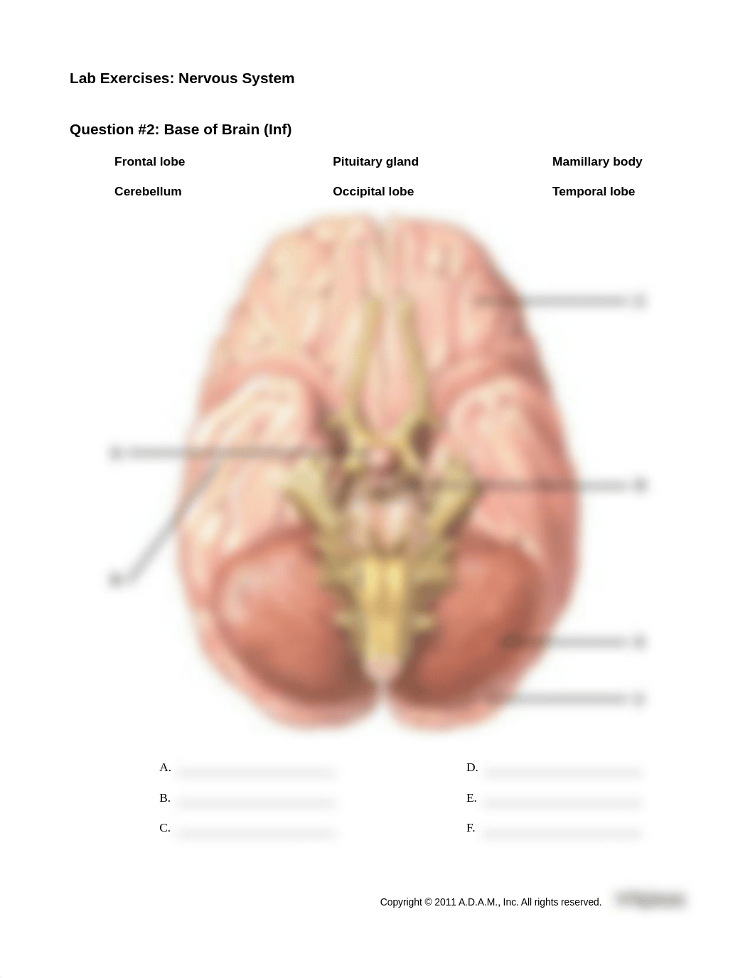 NervousSystemExercises_LIFE1407_Unit6.pdf_dwzy8et5oje_page2