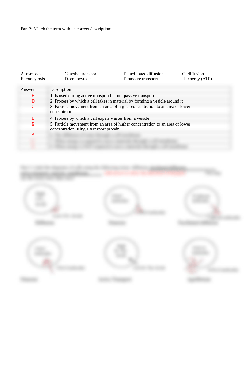 Cell Transport Review Worksheet Fall 2020 KEY.pdf_dx0epya4q56_page2