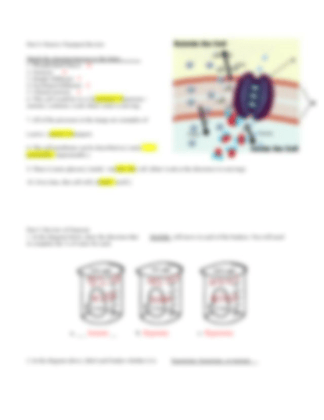 Cell Transport Review Worksheet Fall 2020 KEY.pdf_dx0epya4q56_page3