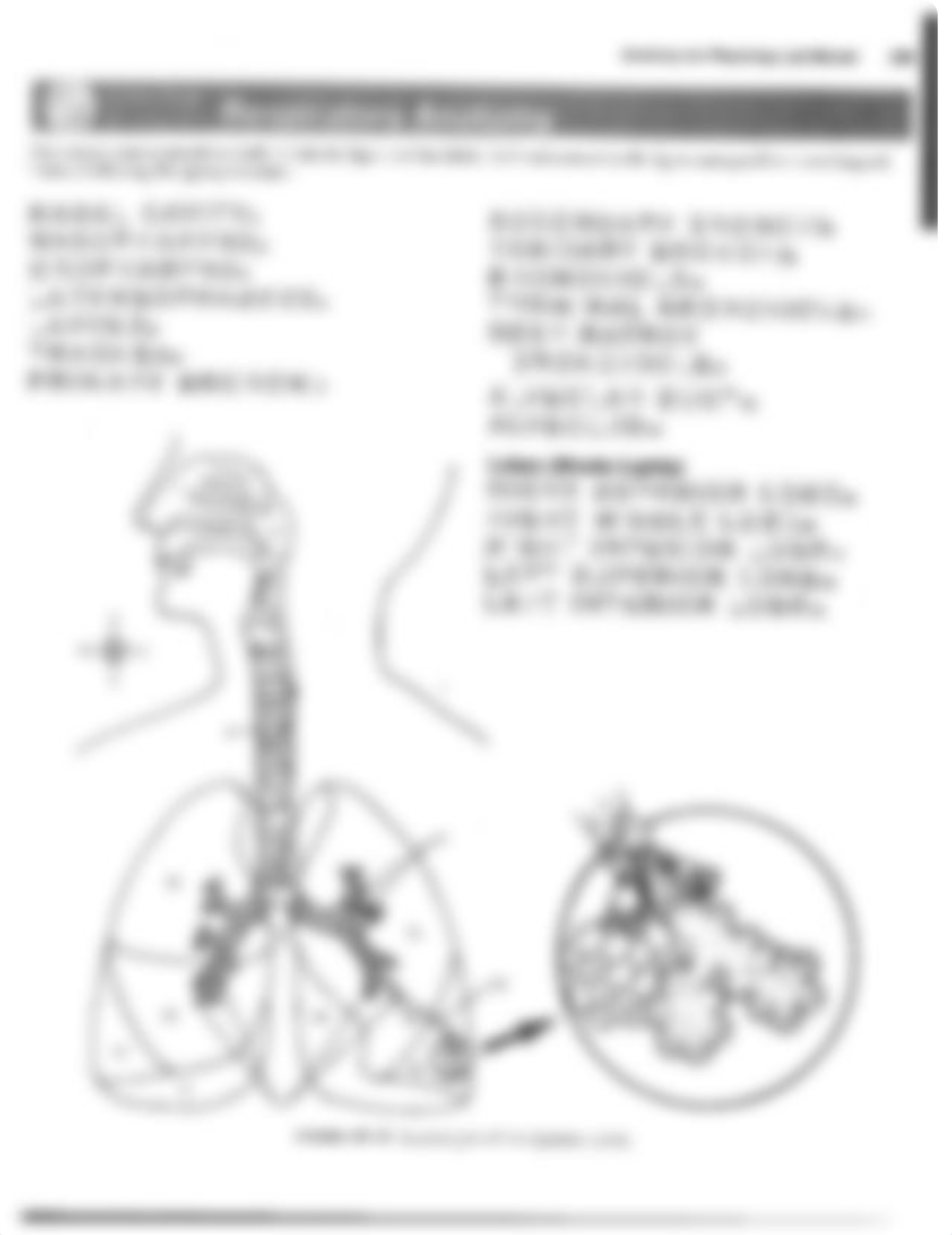 Gross Lab - Respiratory Anatomy.pdf_dx0kdu8cwzb_page1