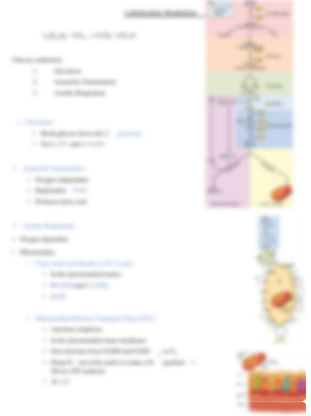 A&P Chapter 26 - Nutrition and Metabolism Notes (1).pdf_dx0rqyyd6hv_page5