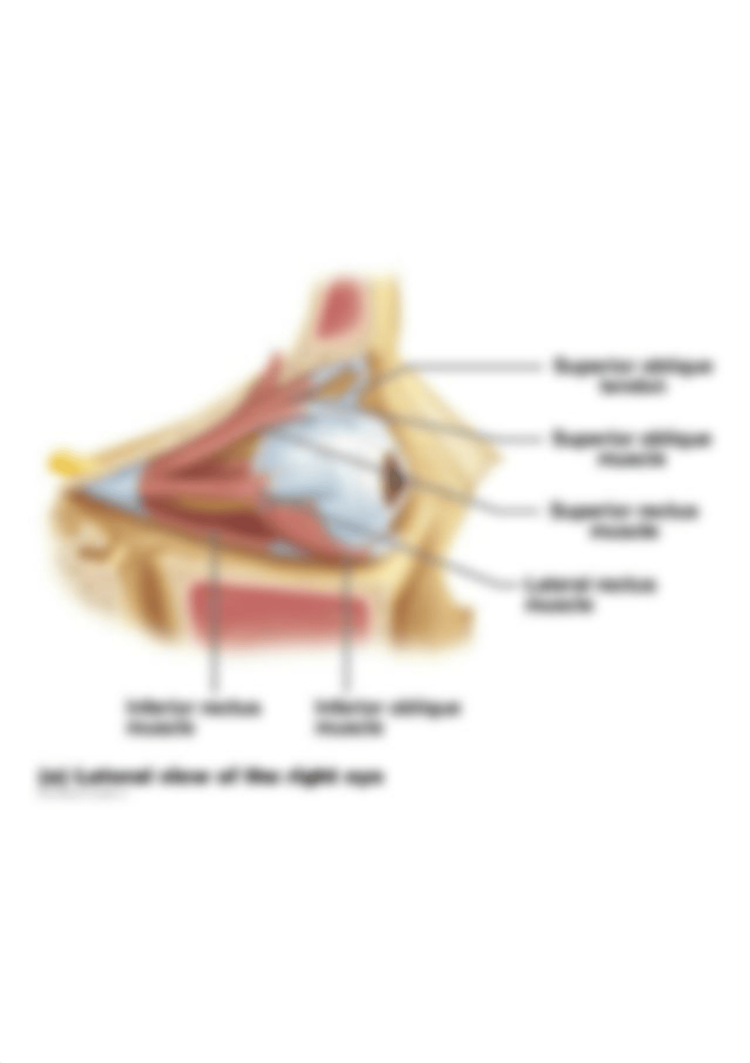 figure_15_03a_labeled.jpg_dx0u3c9nfge_page1