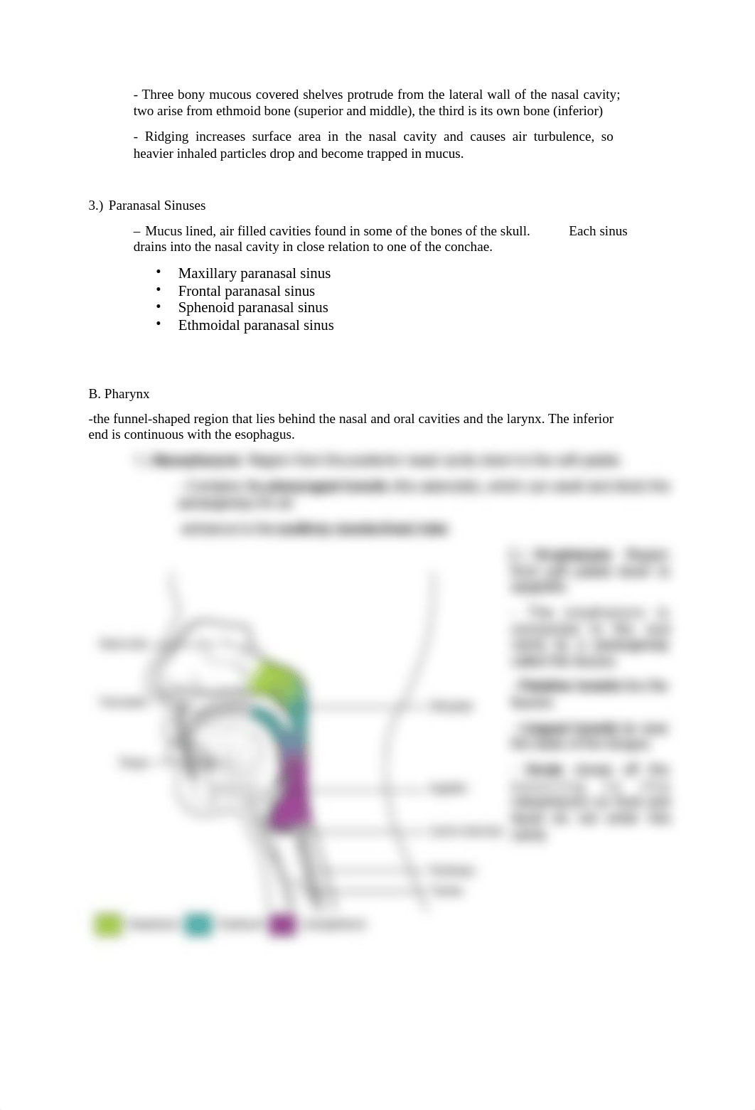 Assignment 4- Ch. 23- Respiratory system - B - Copy-Luke Lorson.pdf_dx1ccqwxsdu_page3