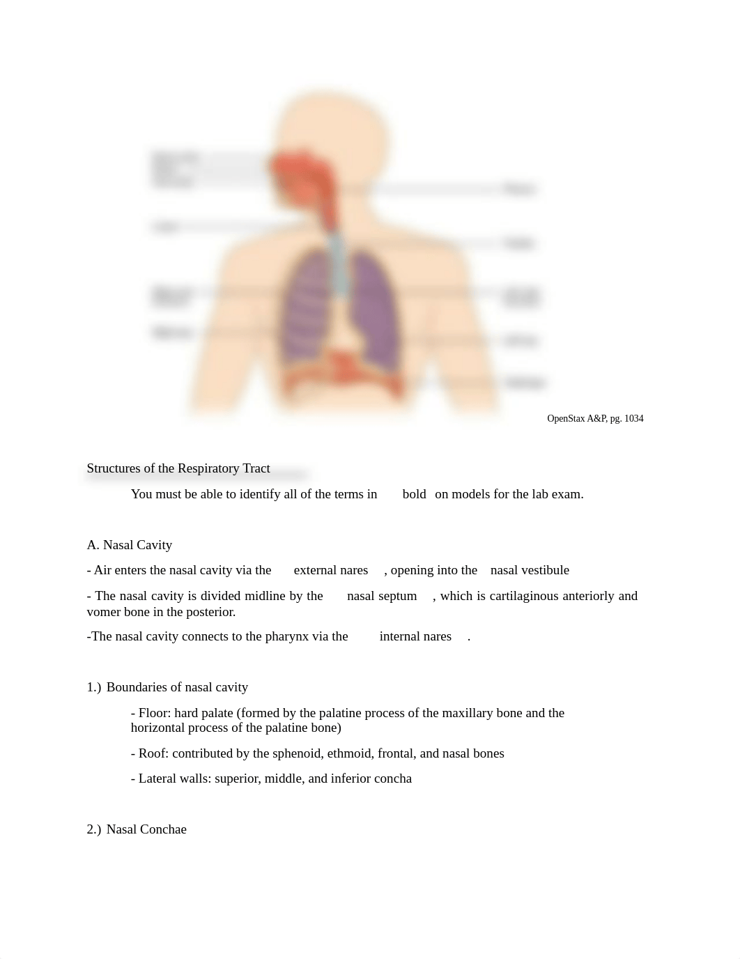 Assignment 4- Ch. 23- Respiratory system - B - Copy-Luke Lorson.pdf_dx1ccqwxsdu_page2