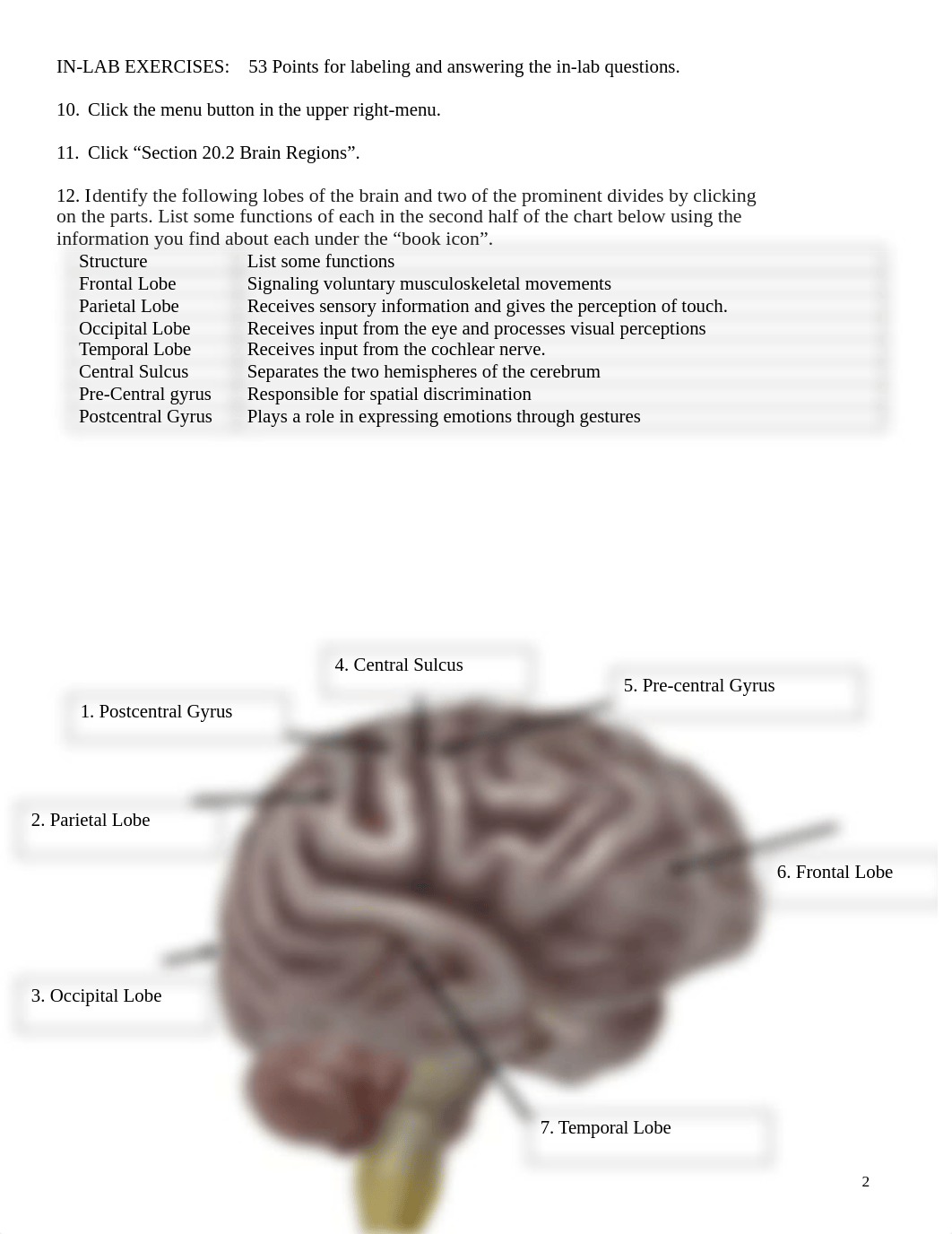 BIO 210 Lab 8 The Brain HAP App Version Complete SP20211.docx_dx1l5ikmxw8_page2