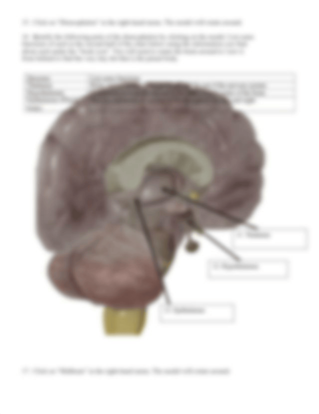 BIO 210 Lab 8 The Brain HAP App Version Complete SP20211.docx_dx1l5ikmxw8_page4