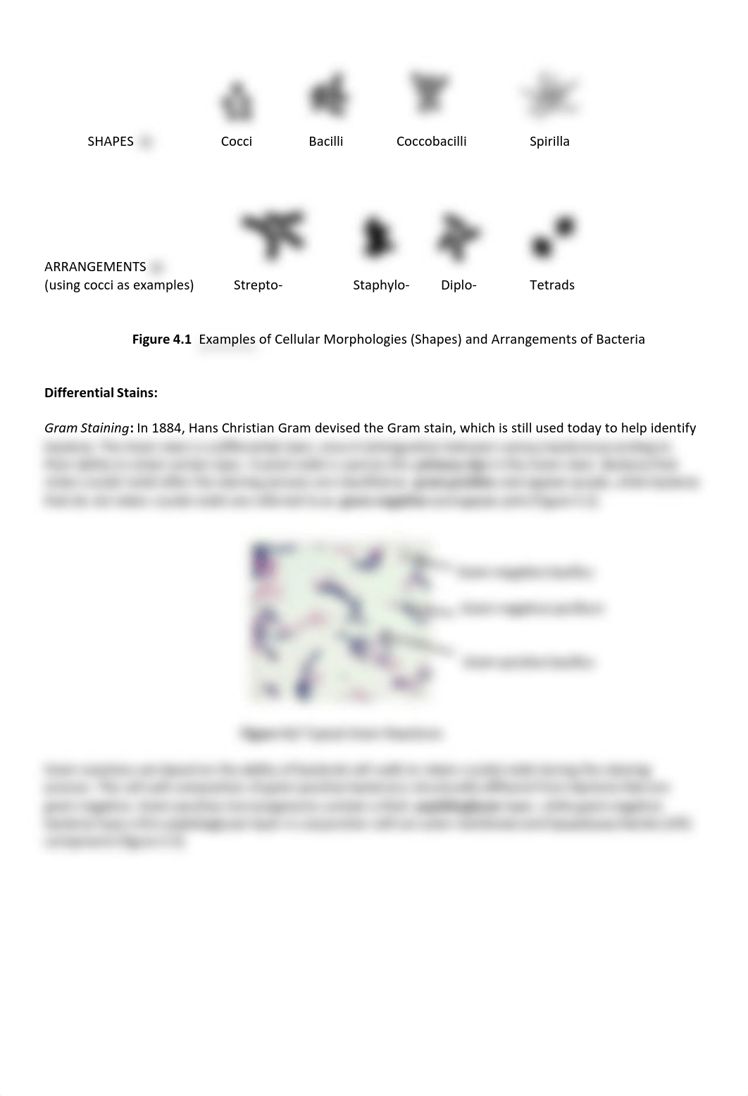 BIOL260L_Mod04_Stains_W21_Updated.pdf_dx3z0i0q1jd_page2