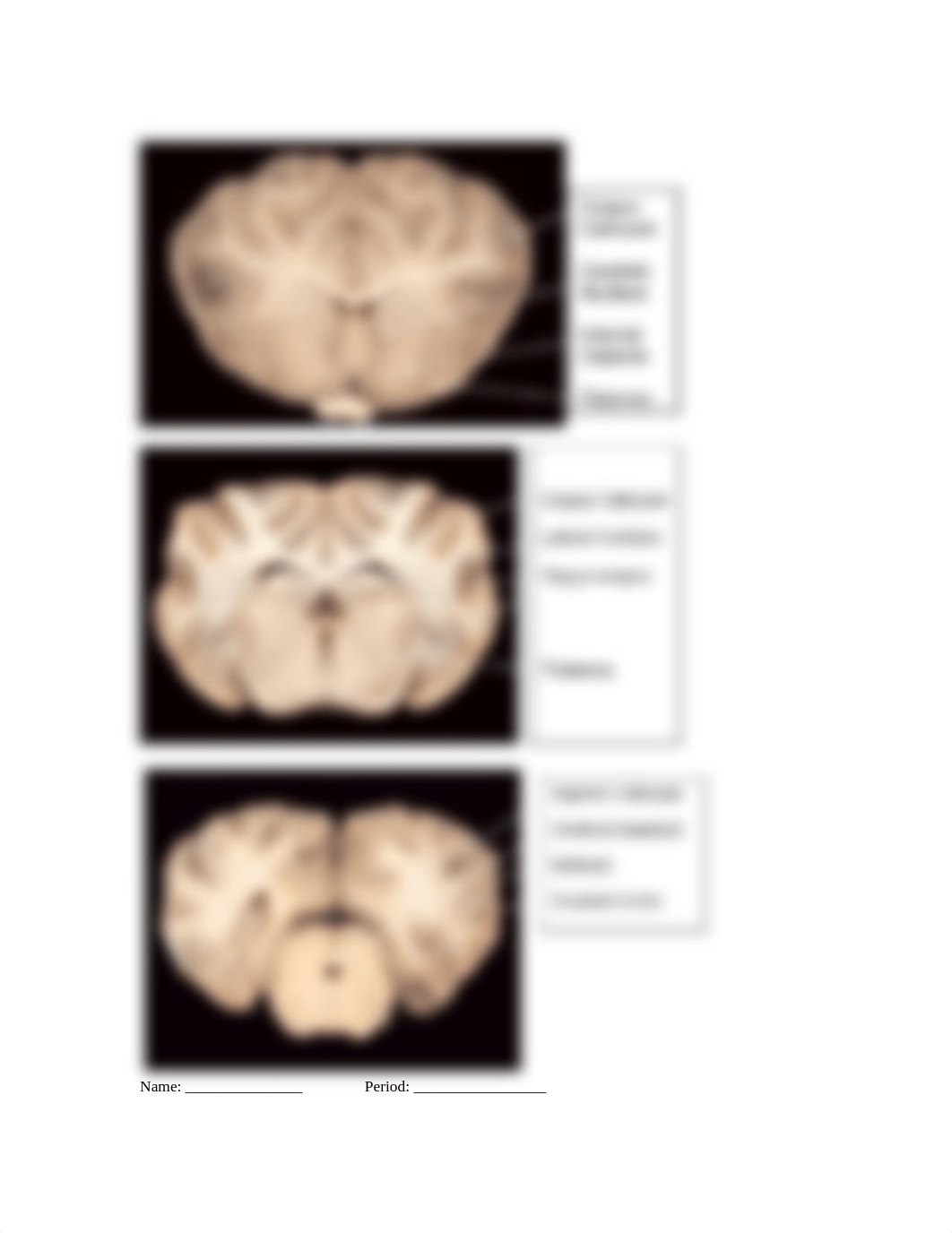 Copy of Sheep Brain Dissection Test.pdf_dx4f1h9ndui_page2