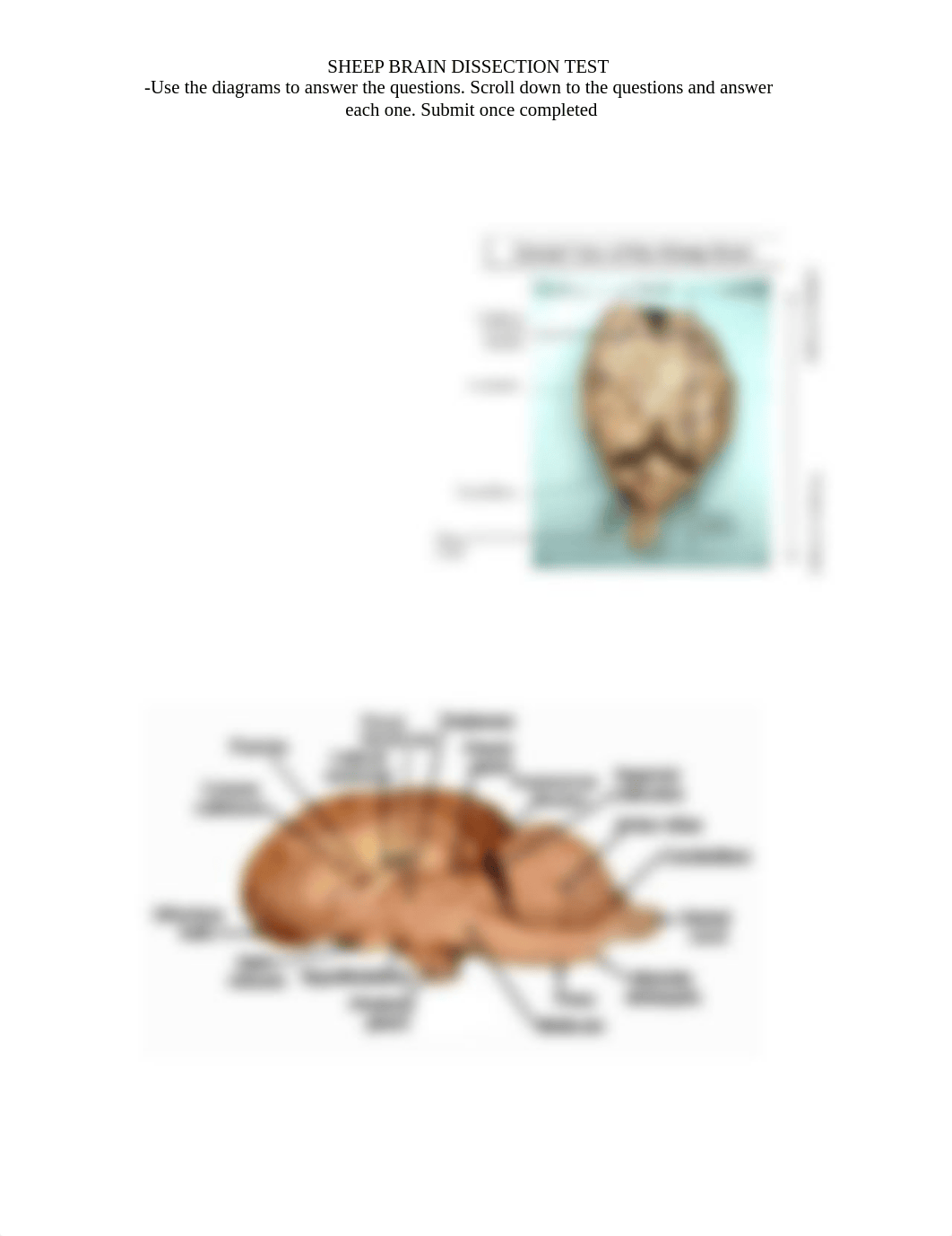 Copy of Sheep Brain Dissection Test.pdf_dx4f1h9ndui_page1