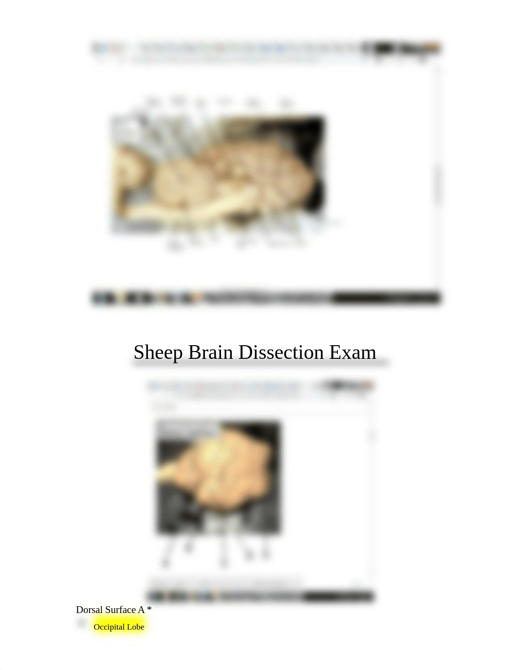 Copy of Sheep Brain Dissection Test.pdf_dx4f1h9ndui_page4