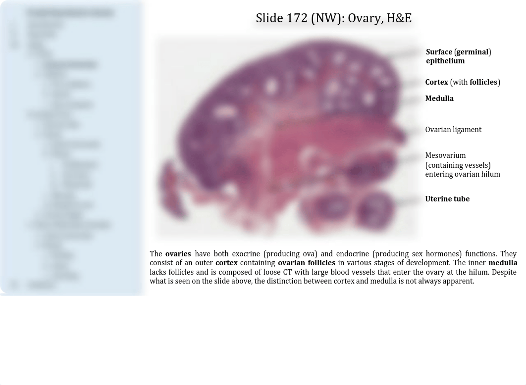 15 - Female Reproductive System.pdf_dx4medtvqi4_page4