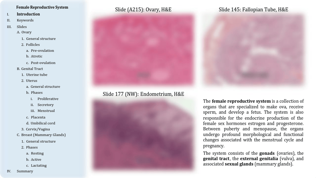 15 - Female Reproductive System.pdf_dx4medtvqi4_page2