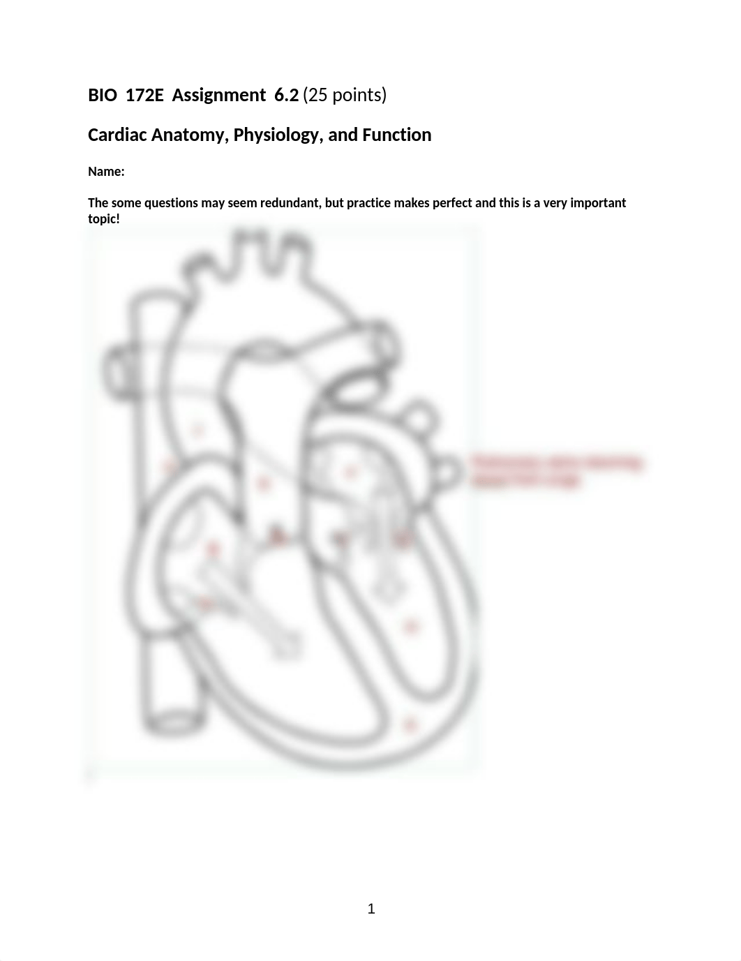 ASSN 6.2  Cardiac Anatomy, Physiology, and Function KEY .docx_dx64w6281xi_page1